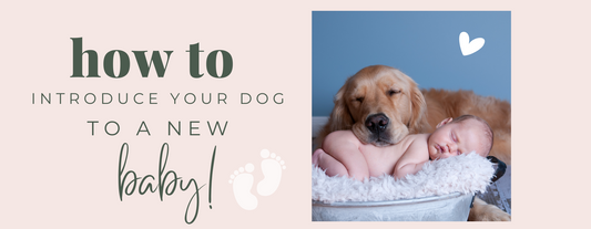 How to introduce your dog to a new baby