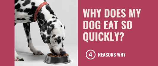 Why does my dog eat so fast? Here's why...