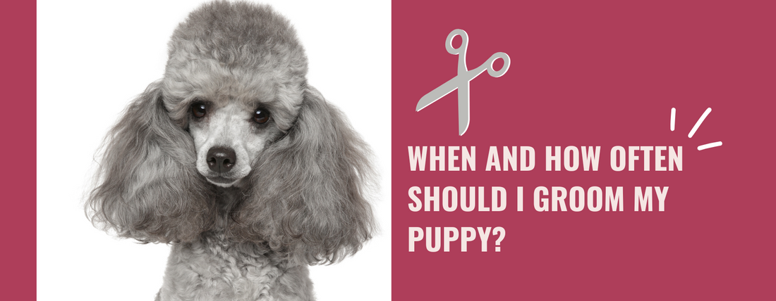 When and how often should I groom my puppy?