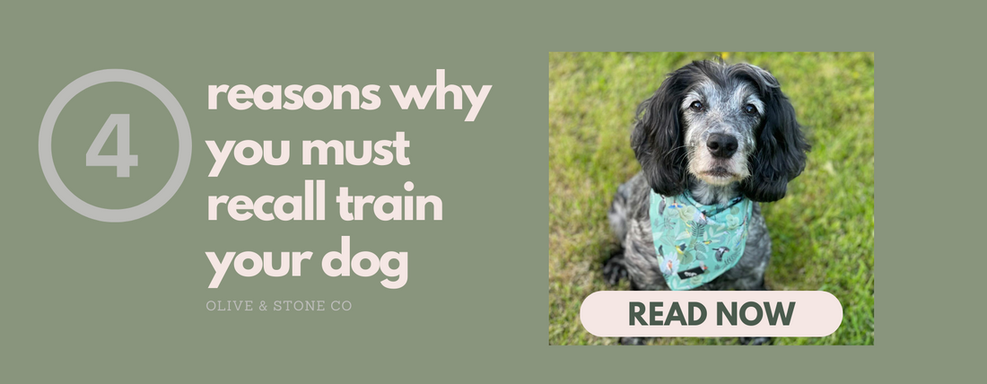 4 Reasons why you MUST recall train your dog