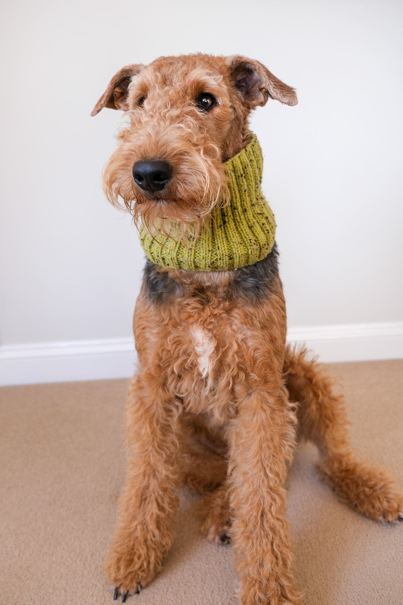 Hand Knitted Dog Snood - Green Fleck