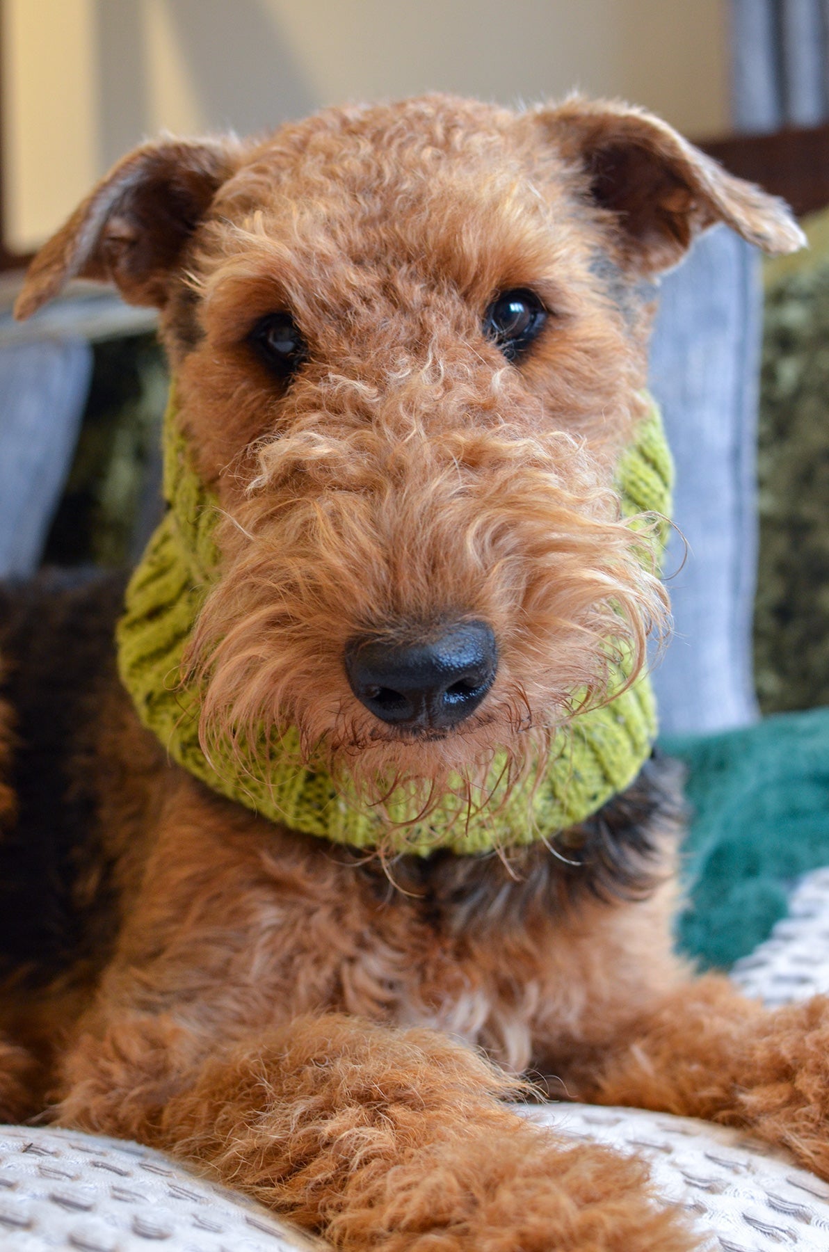 Hand Knitted Dog Snood - Emerald