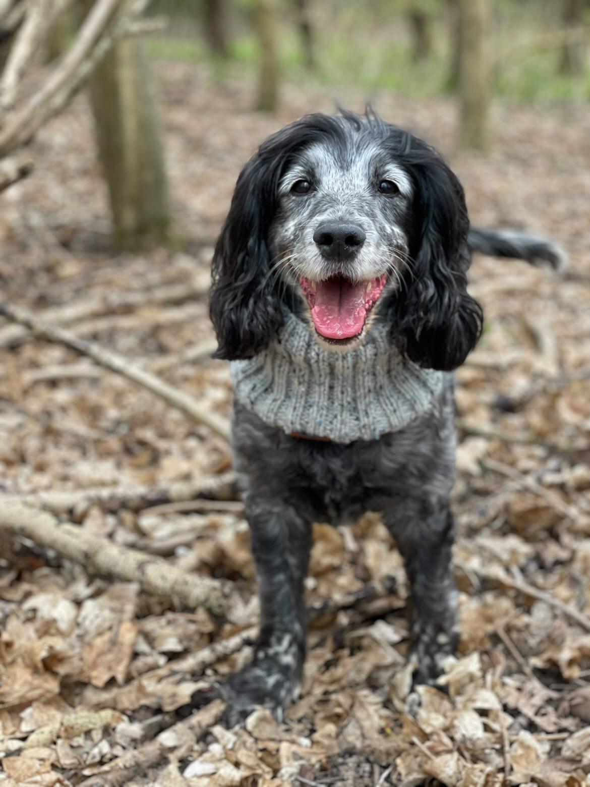Hand Knitted Dog Snood - Grey Fleck