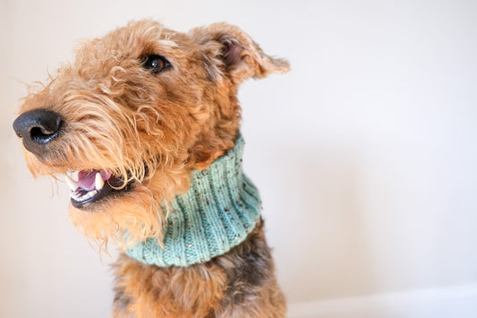 Hand Knitted Dog Snood - Turquoise