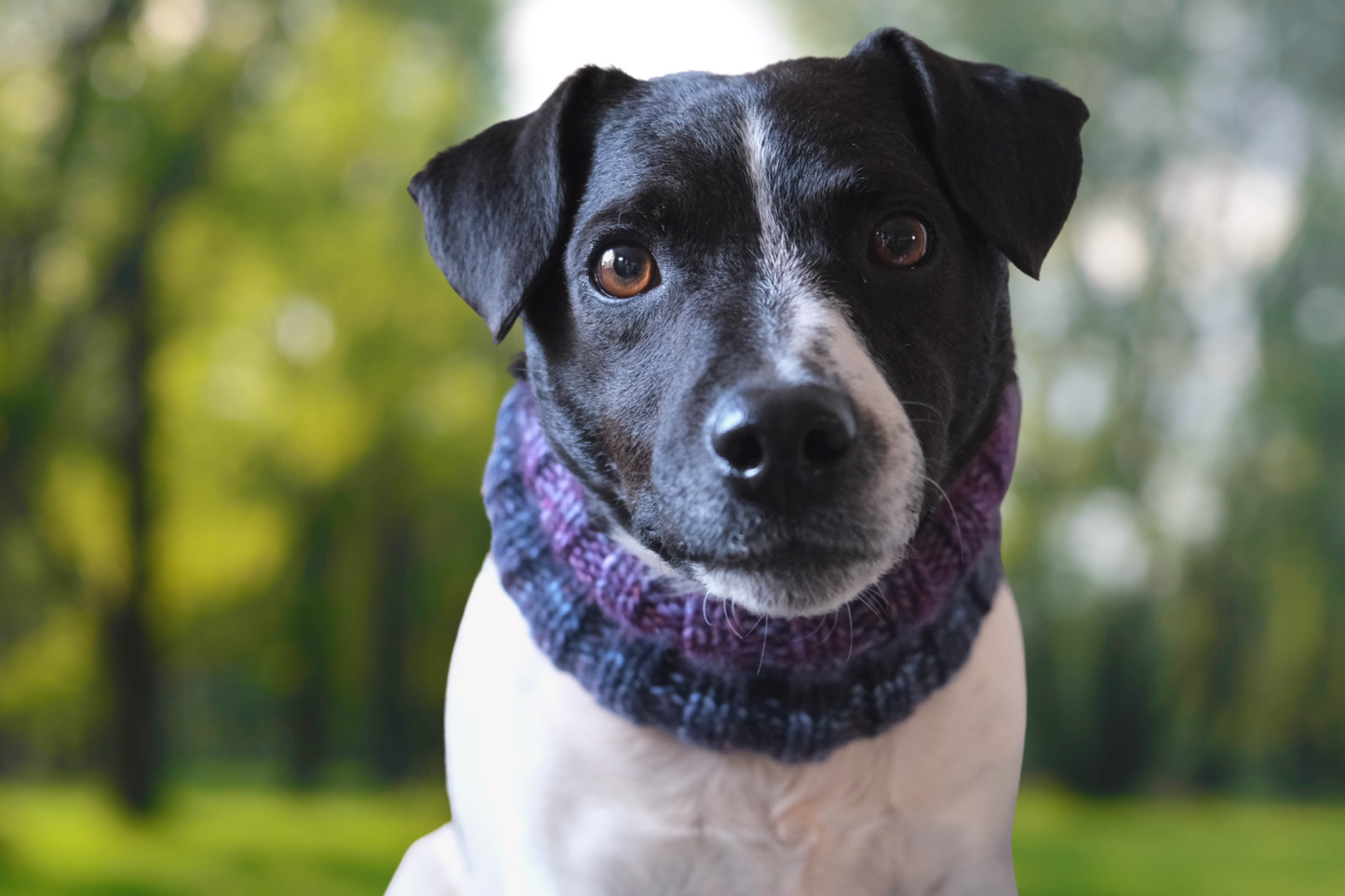 Hand knitted dog snood - Intergalactic