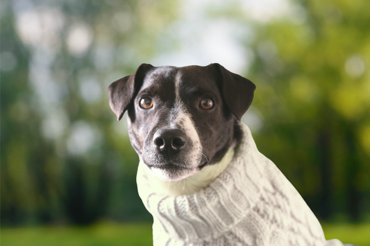 Luxury knitted dog jumper - Cream