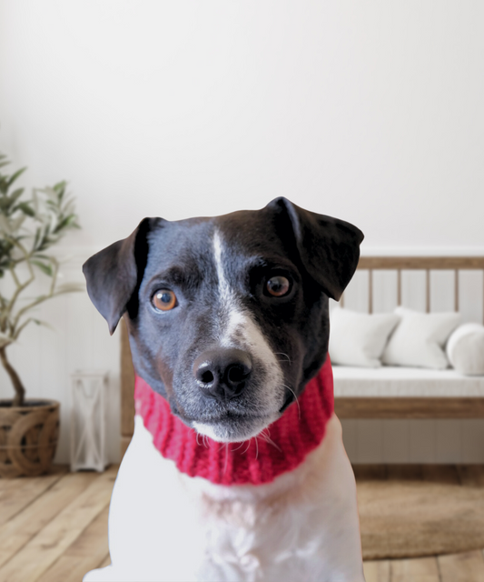 Hand Knitted Dog Snood - Red