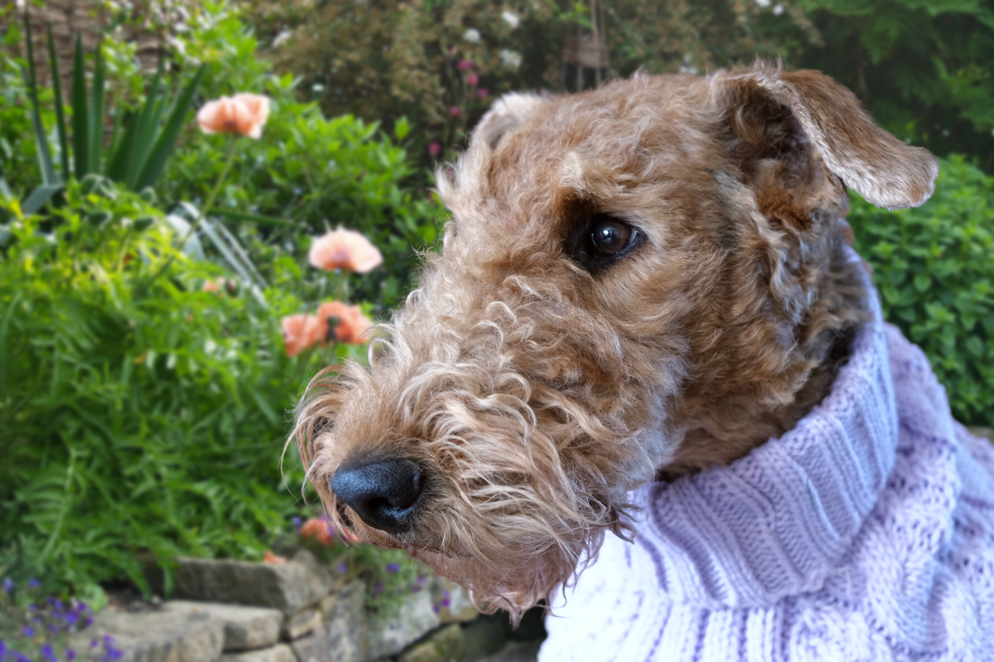 Luxury knitted dog jumper - Lilac