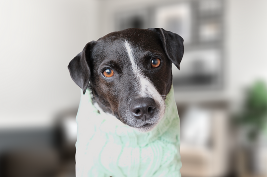 Luxury knitted dog jumper - Pistachio Green