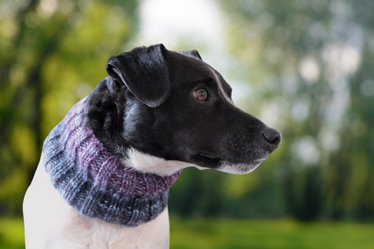 Hand knitted dog snood - Intergalactic